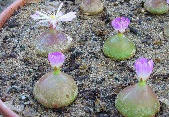 多肉灯泡夏季如何养