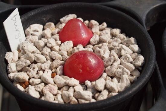 多肉灯泡夏季如何养