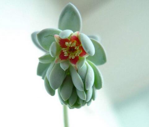 多肉开花了要剪掉吗，多肉开花了该如何处理