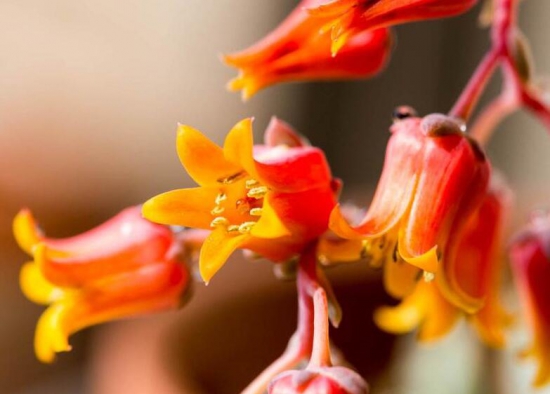 多肉开花了要剪掉吗，多肉开花了该如何处理