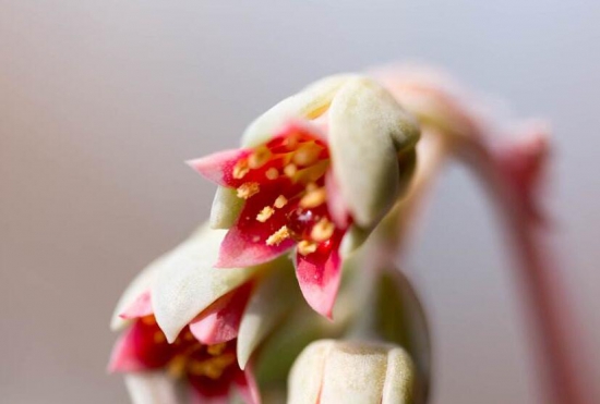 多肉开花了要剪掉吗，多肉开花了该如何处理