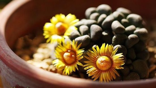 多肉开花了要剪掉吗，多肉开花了该如何处理