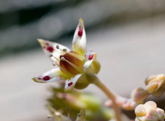多肉开花了要剪掉吗，多肉开花了该如何处理