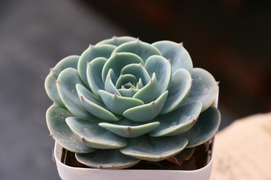 多肉开花了要剪掉吗，多肉开花了该如何处理