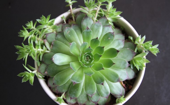 多肉开花了要剪掉吗，多肉开花了该如何处理