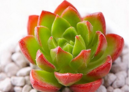 如何让多肉出锦，什么多肉最容易出锦