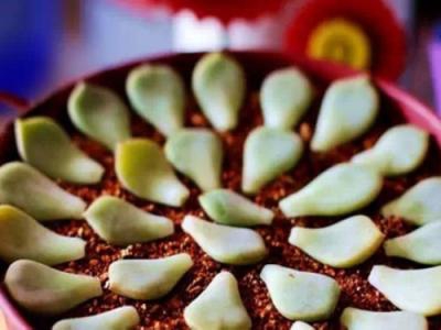 如何让多肉出锦，什么多肉最容易出锦