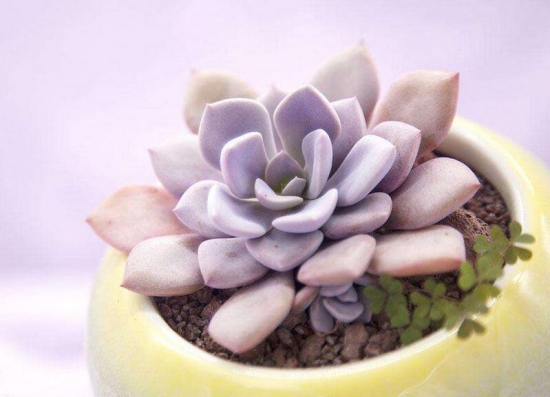 如何让多肉出锦，什么多肉最容易出锦