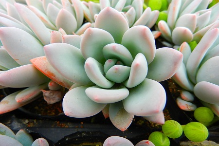 如何让多肉出锦，什么多肉最容易出锦