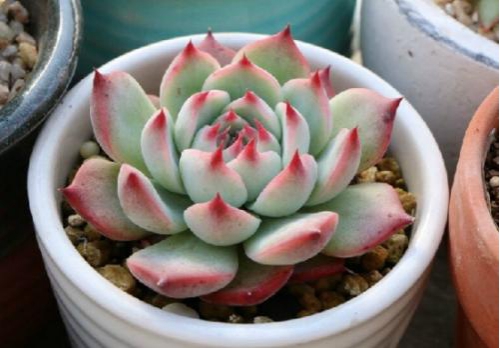 如何让多肉出锦，什么多肉最容易出锦