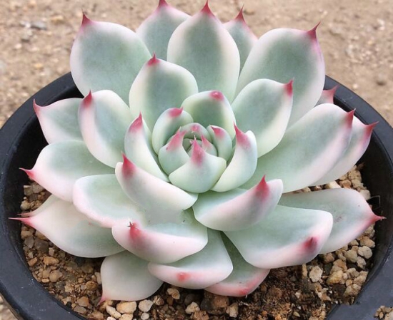 如何让多肉出锦，什么多肉最容易出锦