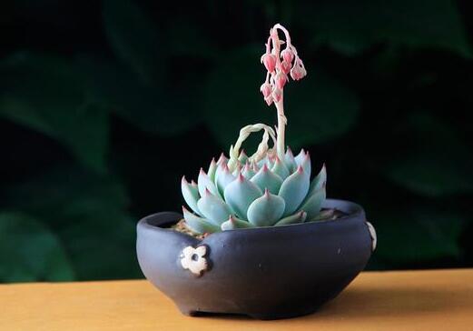 如何让多肉出锦，什么多肉最容易出锦