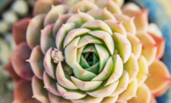 如何让多肉出锦，什么多肉最容易出锦