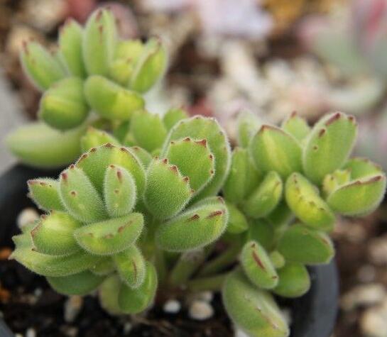 熊童子如何爆盆，学会五个步骤根本不用愁