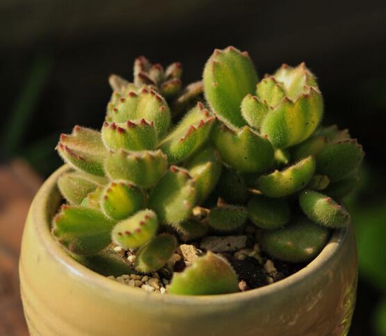 熊童子如何爆盆，学会五个步骤根本不用愁