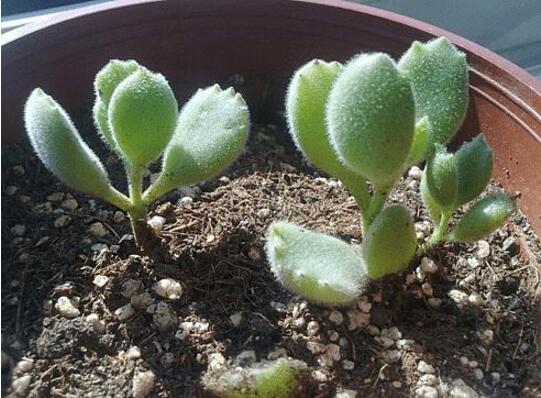 熊童子如何爆盆，学会五个步骤根本不用愁