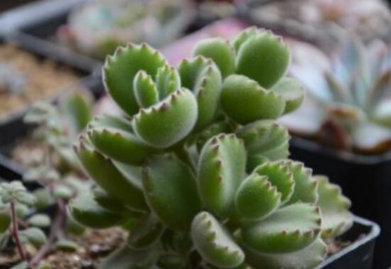 熊童子如何爆盆，学会五个步骤根本不用愁