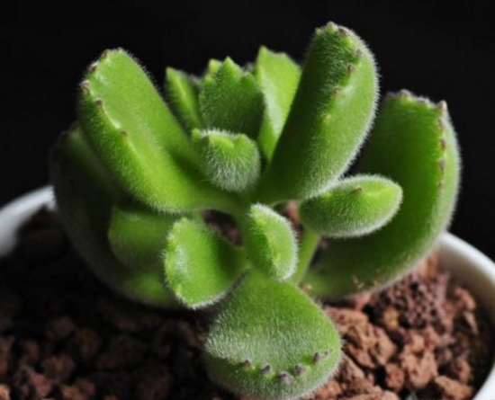 熊童子扦插办法与步骤：最佳扦插时间为春、秋两节，但尽量不要在夏季实行