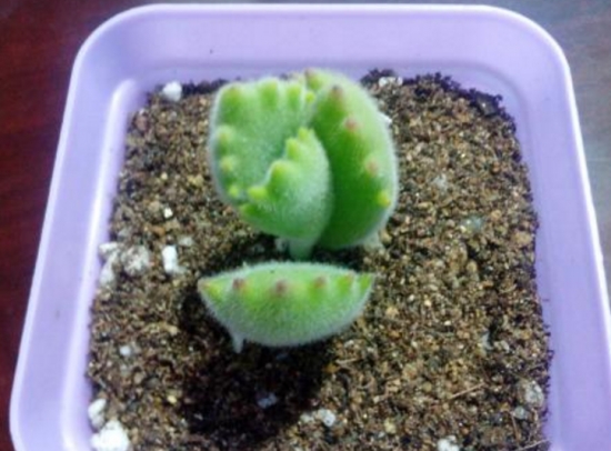 熊童子扦插办法与步骤：最佳扦插时间为春、秋两节，但尽量不要在夏季实行