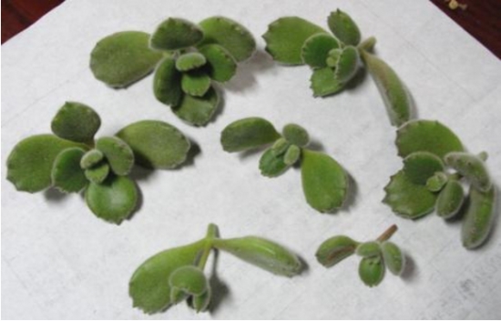 熊童子扦插办法与步骤：最佳扦插时间为春、秋两节，但尽量不要在夏季实行