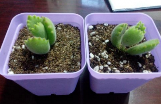 熊童子扦插办法与步骤：最佳扦插时间为春、秋两节，但尽量不要在夏季实行