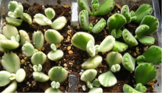 熊童子扦插办法与步骤：最佳扦插时间为春、秋两节，但尽量不要在夏季实行