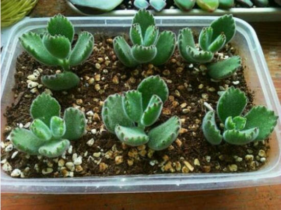 熊童子扦插办法与步骤：最佳扦插时间为春、秋两节，但尽量不要在夏季实行