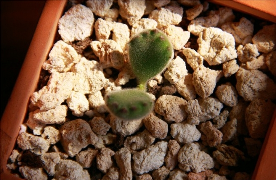 熊童子扦插办法与步骤：最佳扦插时间为春、秋两节，但尽量不要在夏季实行