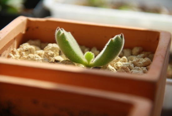 熊童子扦插办法与步骤：最佳扦插时间为春、秋两节，但尽量不要在夏季实行