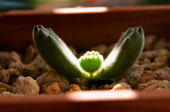 熊童子扦插办法与步骤：最佳扦插时间为春、秋两节，但尽量不要在夏季实行