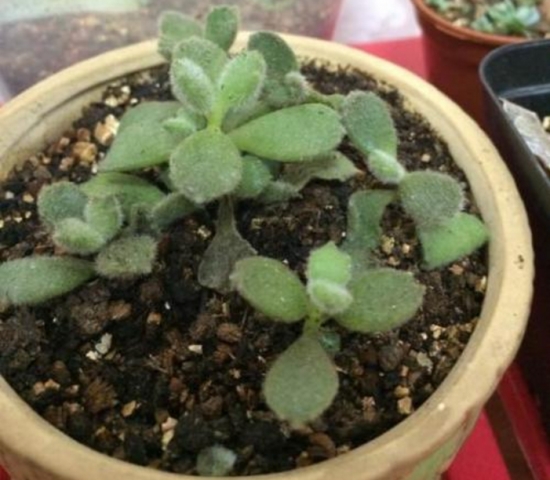 熊童子扦插办法与步骤：最佳扦插时间为春、秋两节，但尽量不要在夏季实行