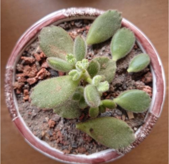 熊童子掉叶子的原因及处理办法