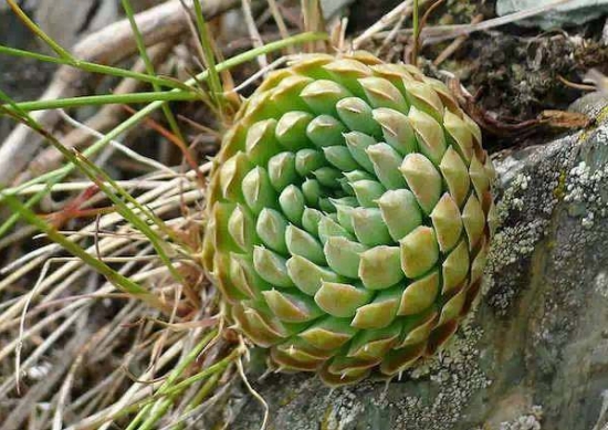 哪些多肉可以吃：常见有仙人掌属、芦荟、石莲花、石生花属等