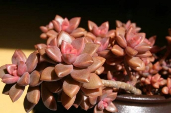 哪些多肉可以吃：常见有仙人掌属、芦荟、石莲花、石生花属等