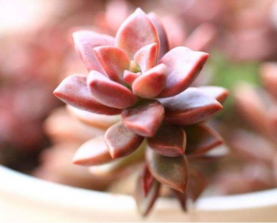 哪些多肉可以吃：常见有仙人掌属、芦荟、石莲花、石生花属等