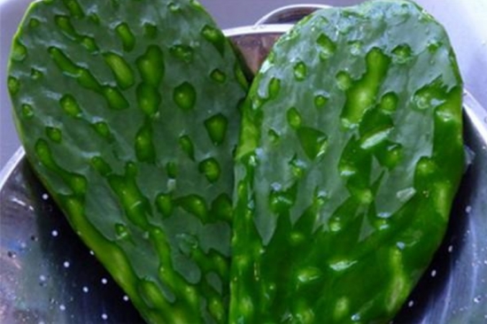 哪些多肉可以吃：常见有仙人掌属、芦荟、石莲花、石生花属等