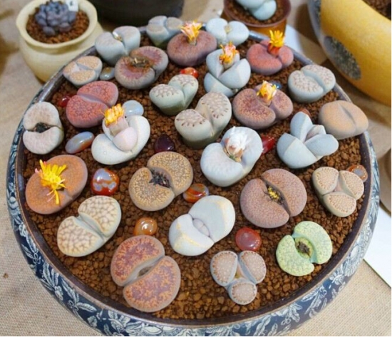 哪些多肉可以吃：常见有仙人掌属、芦荟、石莲花、石生花属等