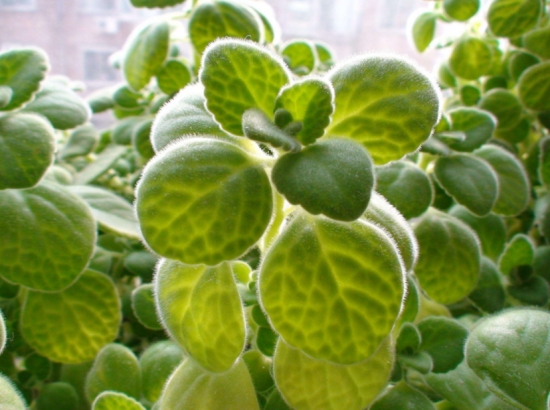 哪些多肉可以吃：常见有仙人掌属、芦荟、石莲花、石生花属等