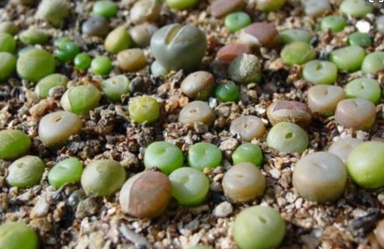 石生花冬季播种要留意什么 石生花冬季播种要留意什么