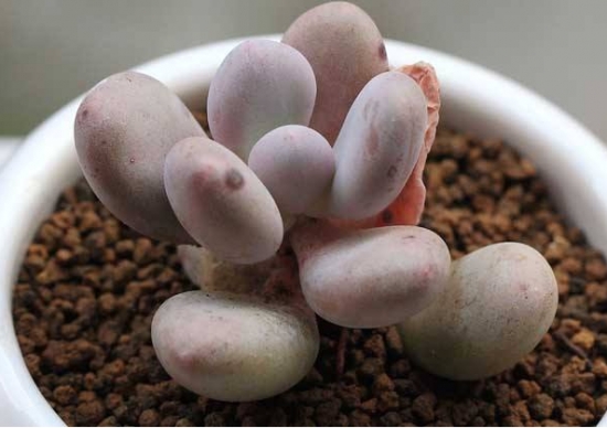 星美人烂根如何处理：切除烂根或砍头重新扦插