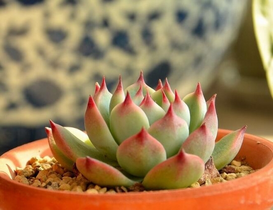 适合新手养的是多肉植物有哪些