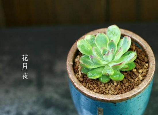 适合新手养的是多肉植物有哪些