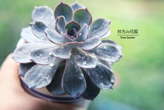 适合新手养的是多肉植物有哪些