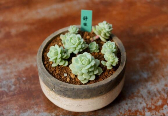 适合新手养的是多肉植物有哪些