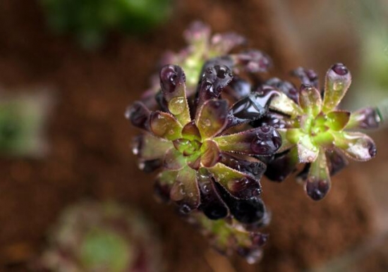 适合新手养的是多肉植物有哪些