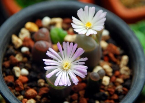 适合新手养的是多肉植物有哪些