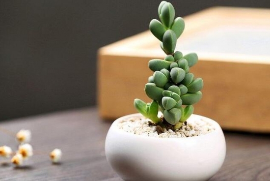 多肉植物如何养新手入门篇