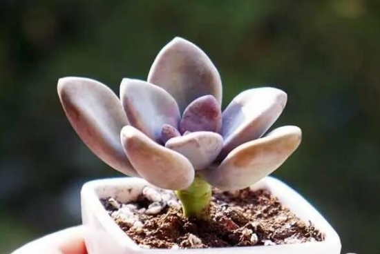 多肉植物如何养新手入门篇