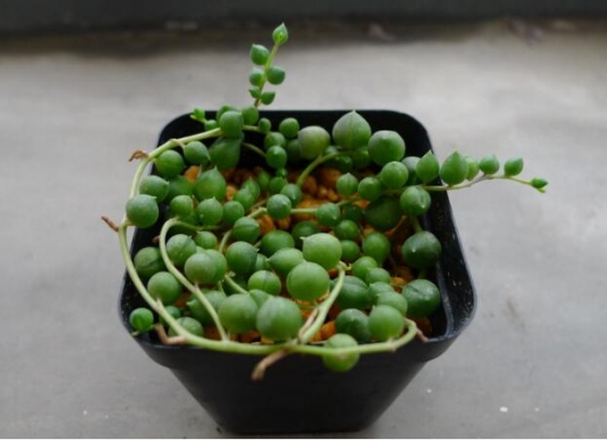 多肉植物如何养新手入门篇