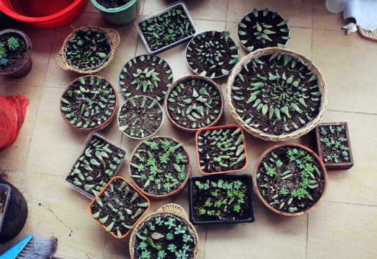 多肉植物如何养新手入门篇